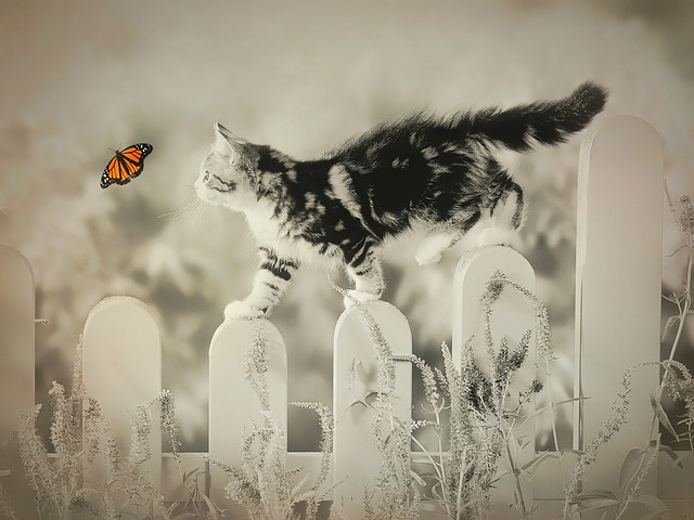 cat
