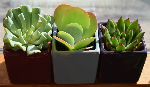 plants